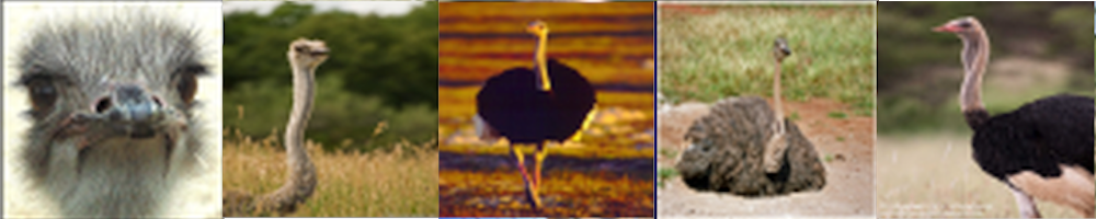 Ostriches with varied framing