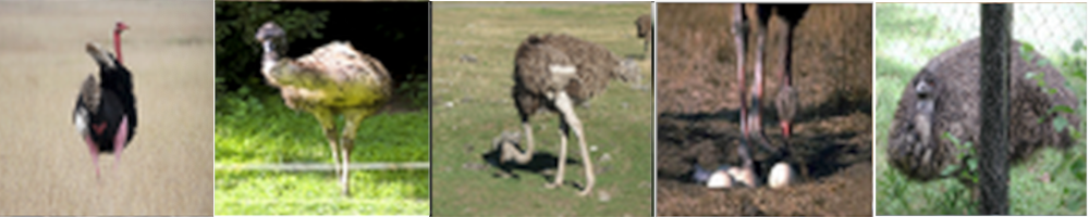 Standing ostriches from the corpus