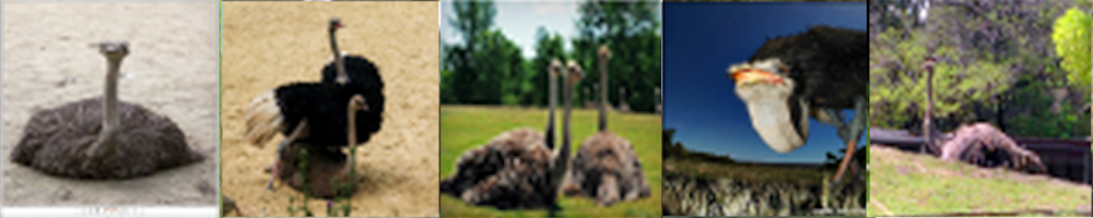 Ostriches with varied backgrounds